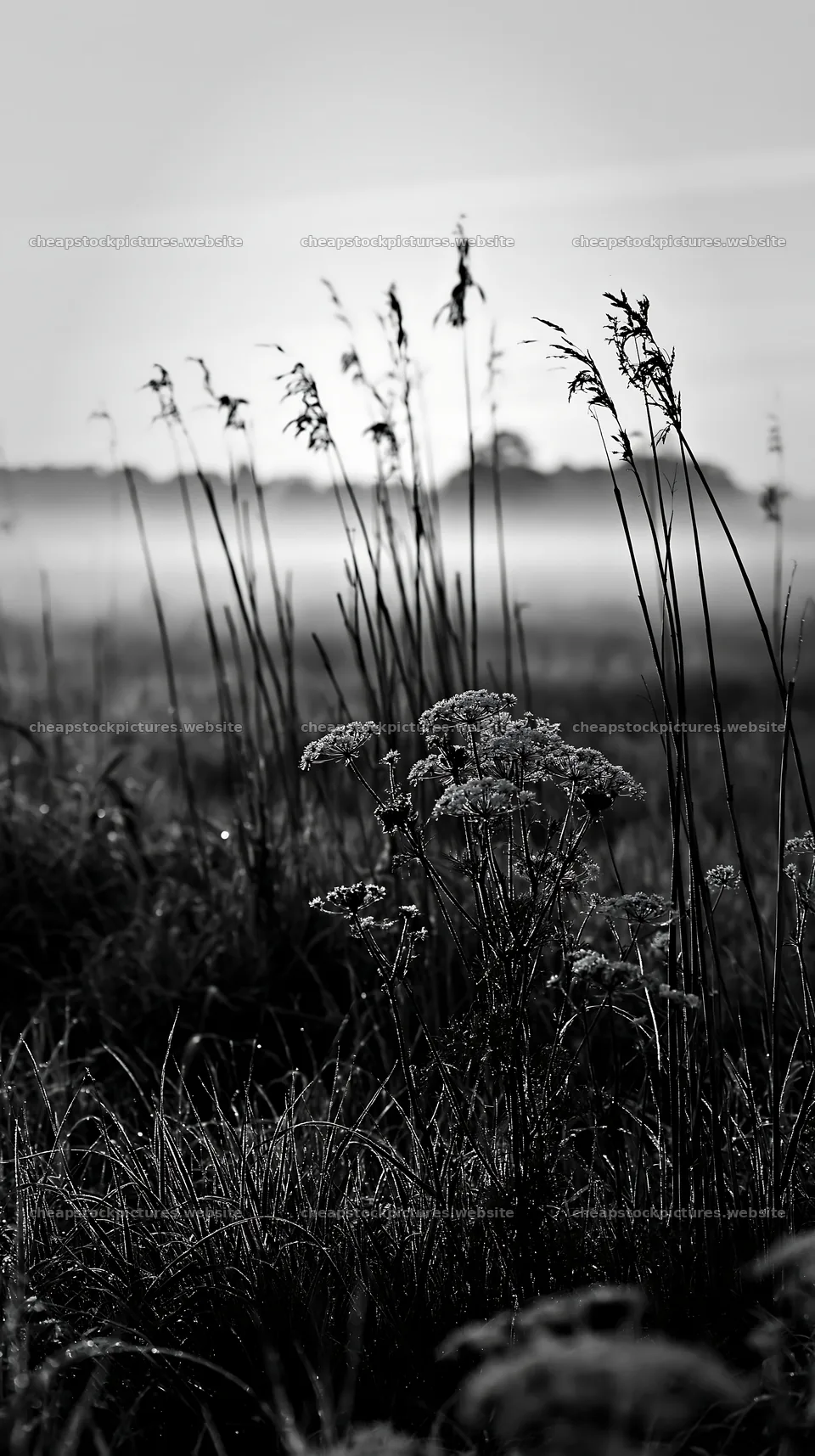 Meadow with reeds in Shiga wetland during morning fog – stock pictures 5938x10608