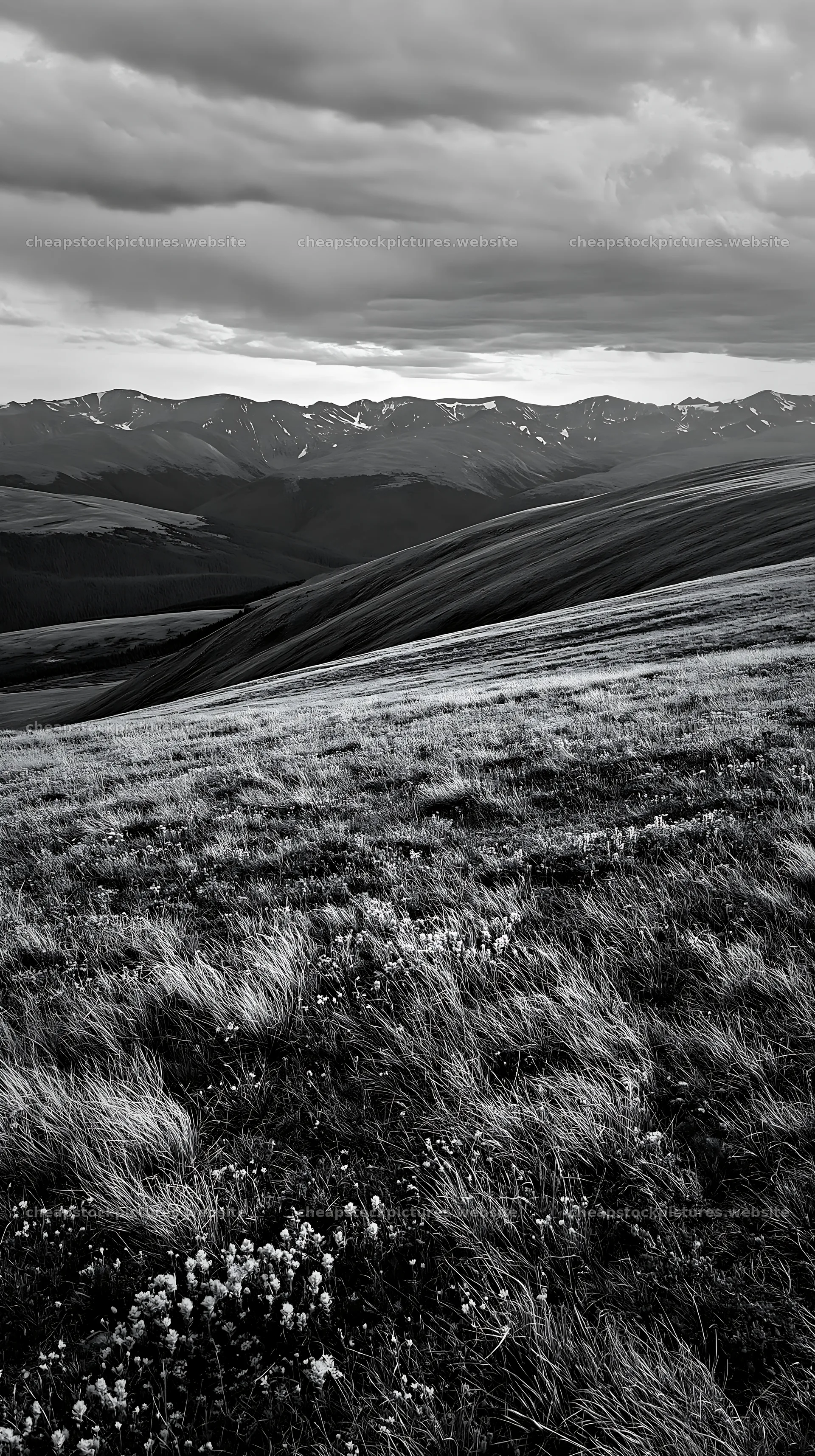 Climate-resilient meadow with mountain view during sunset – stock pictures 5938x10608