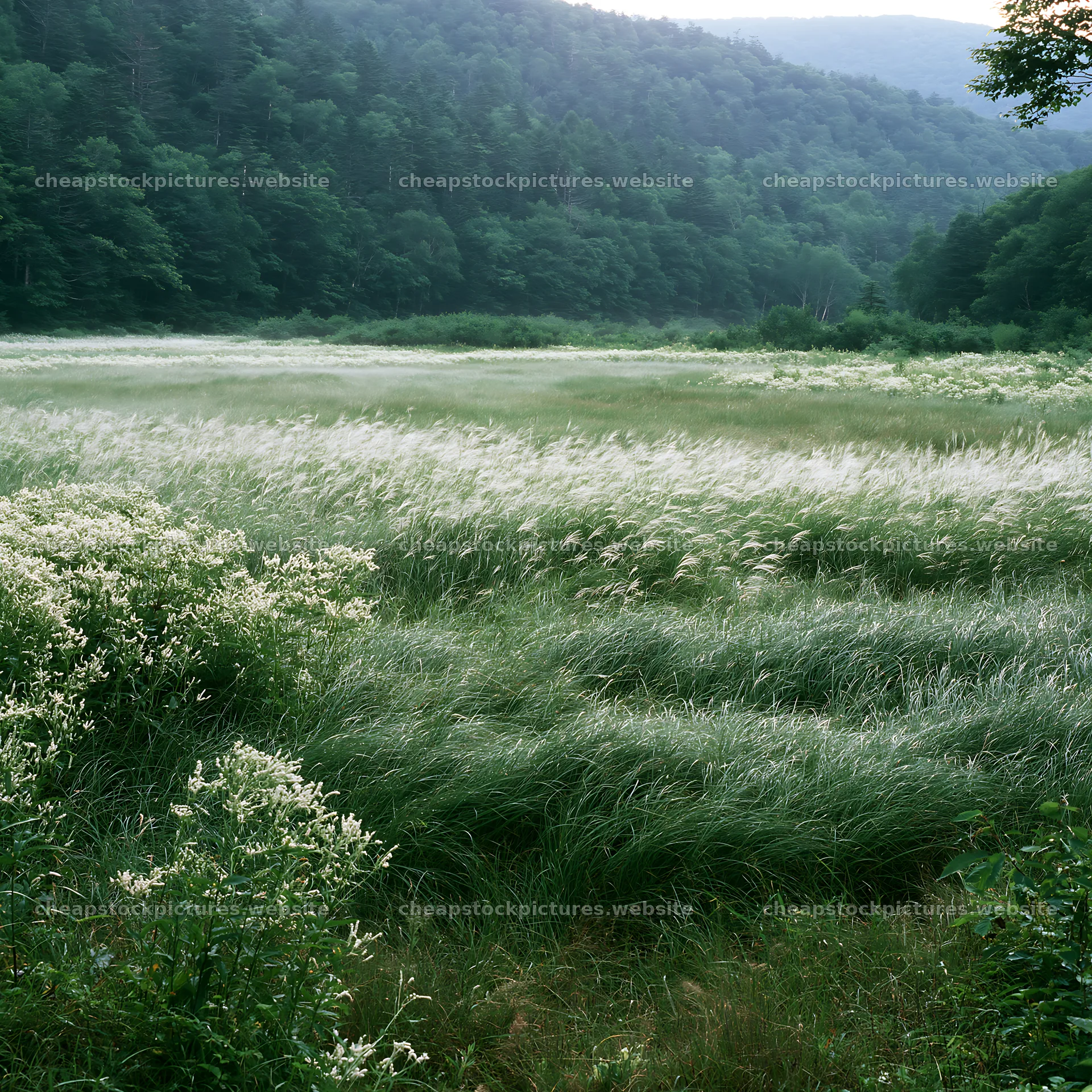 Biodiverse Nagano silver grass meadow dew in morning light – stock pictures 7938x7938