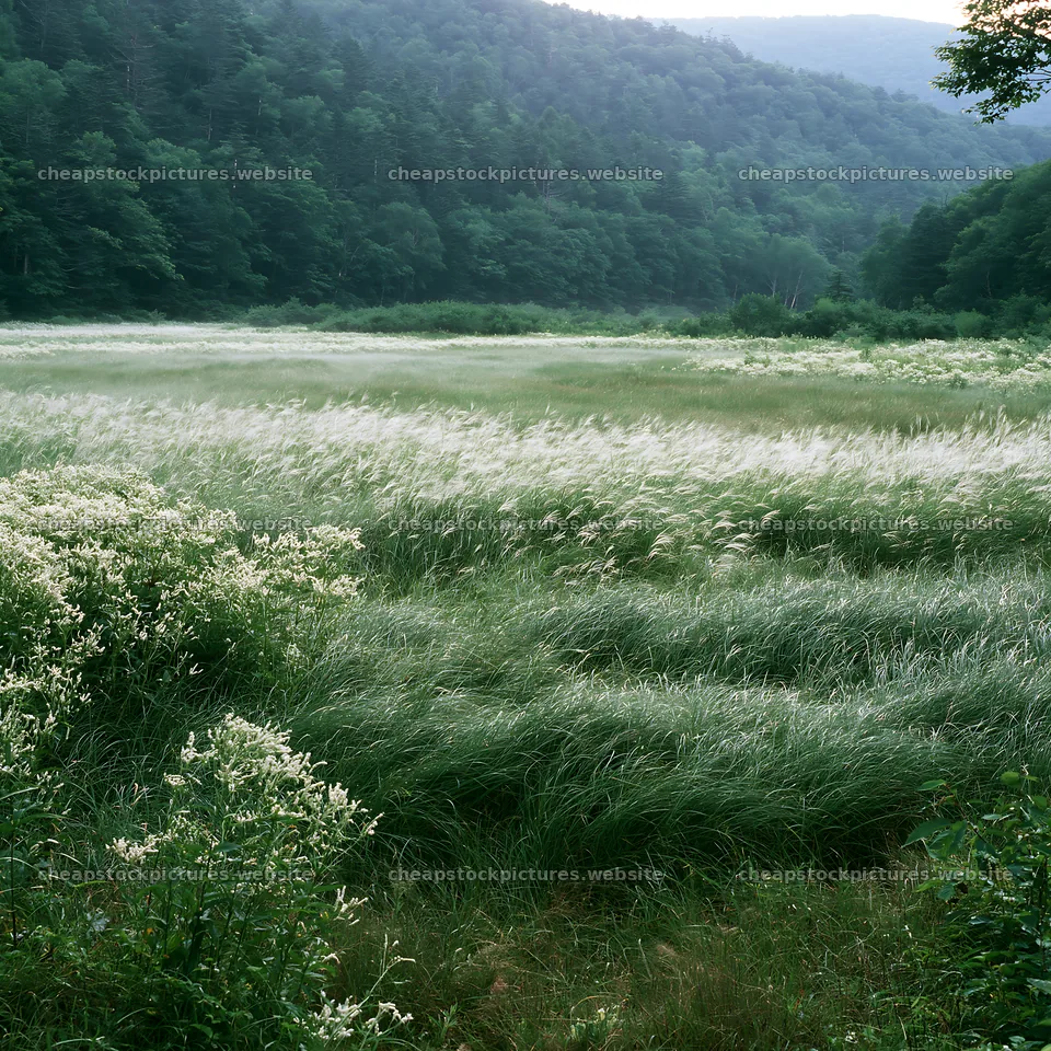 Biodiverse Nagano silver grass meadow dew in morning light – stock pictures 7938x7938