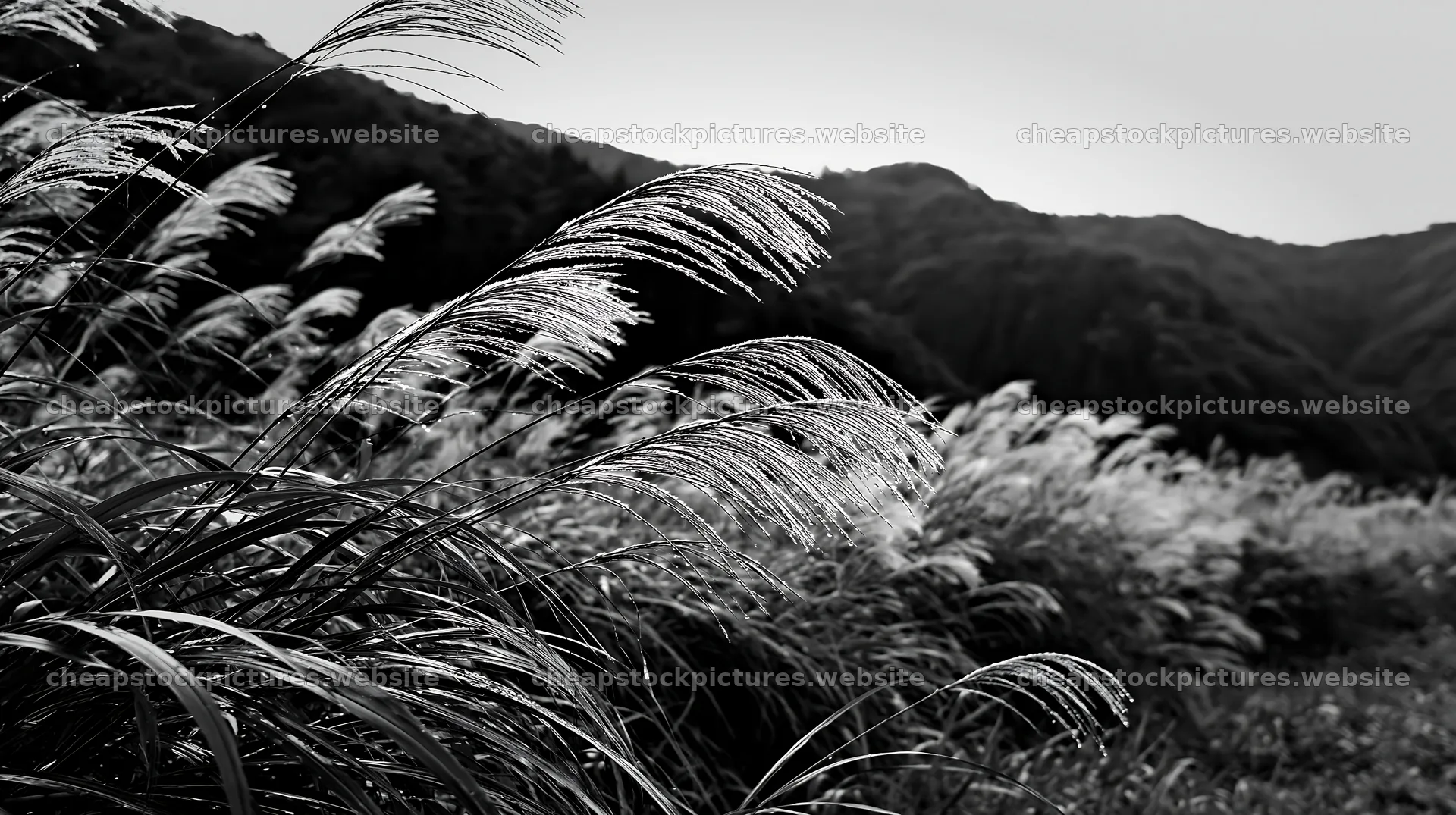 Fukui native grass meadow rain droplets in a natural setting – stock pictures 10608x5938
