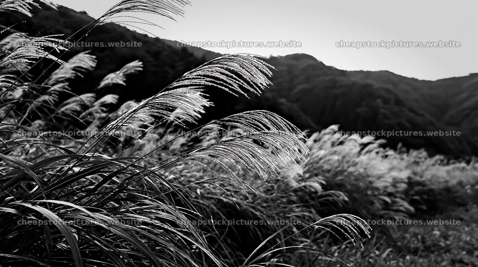 Fukui native grass meadow rain droplets in a natural setting – stock pictures 10608x5938