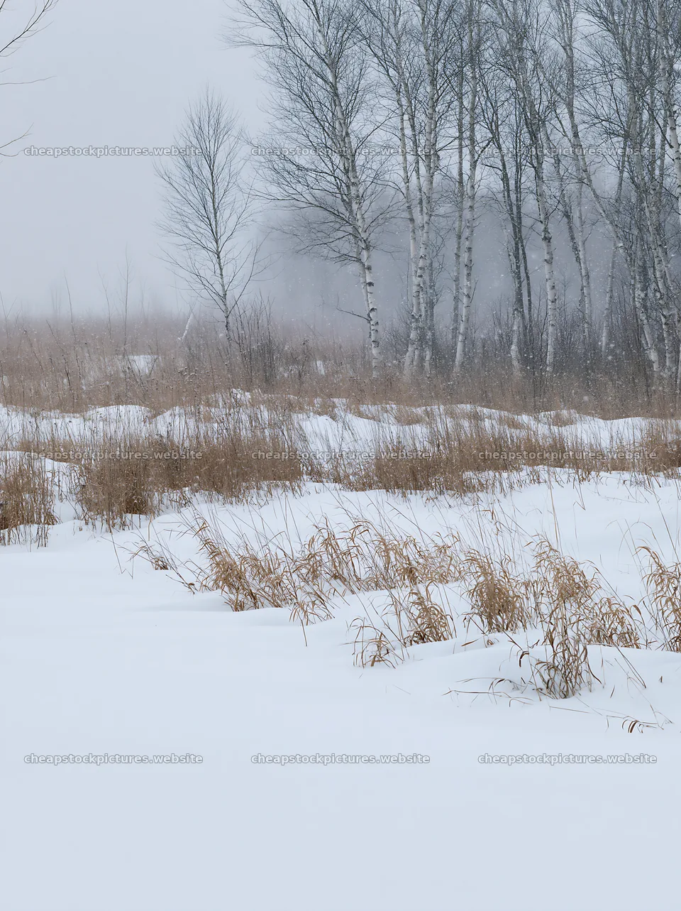 Snowbound meadow with trees in winter landscape – stock pictures 6866x9174