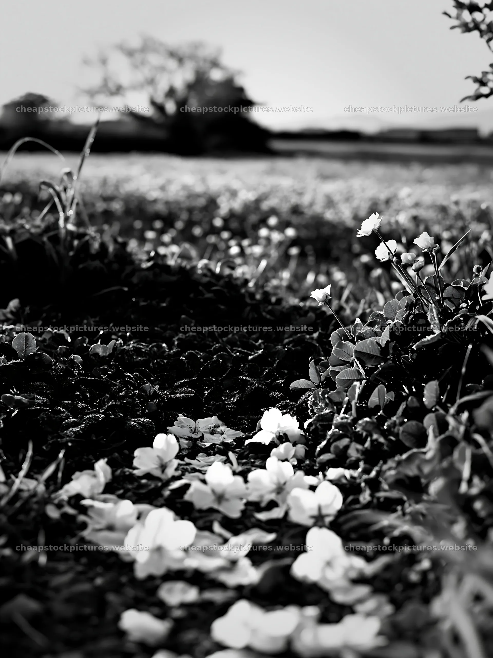 Fukuoka spring meadow with fallen blossoms in the foreground – stock pictures 6866x9174