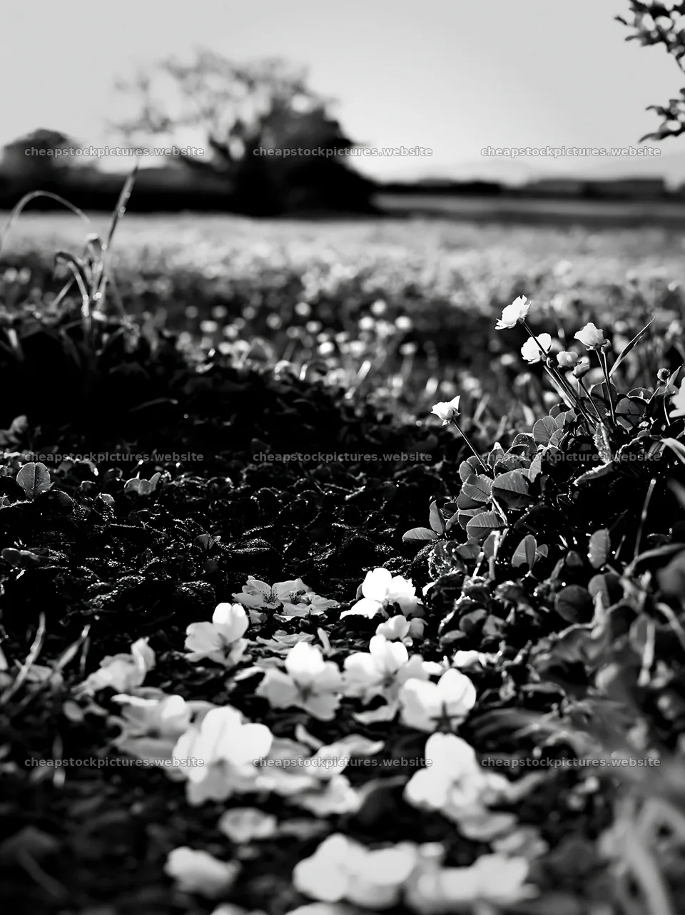 Fukuoka spring meadow with fallen blossoms in the foreground – stock pictures 6866x9174