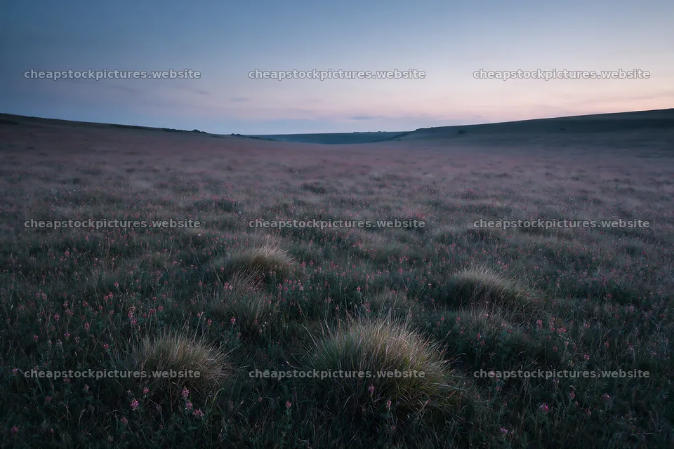 Sainfoin chicory meadow with wildflowers at dusk – stock pictures 9722x6480