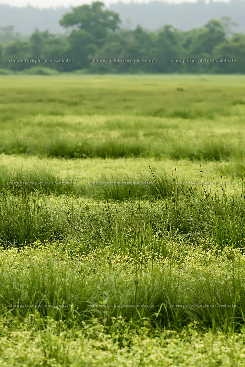 Kochi meadow with rich green grasses during monsoon rain – stock pictures 6480x9722