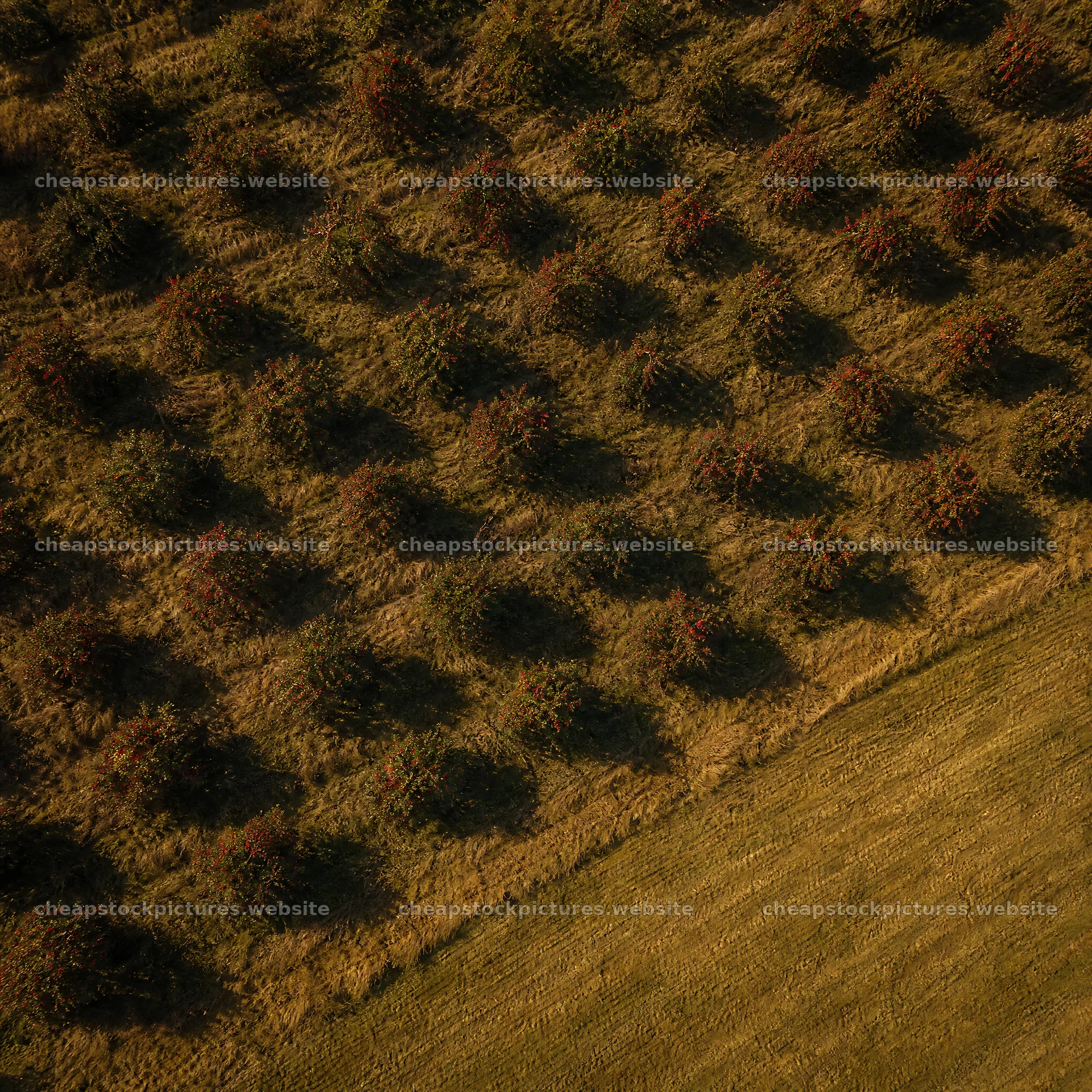 Hillside apple meadow with rows of trees under bright sunlight – stock pictures 7938x7938