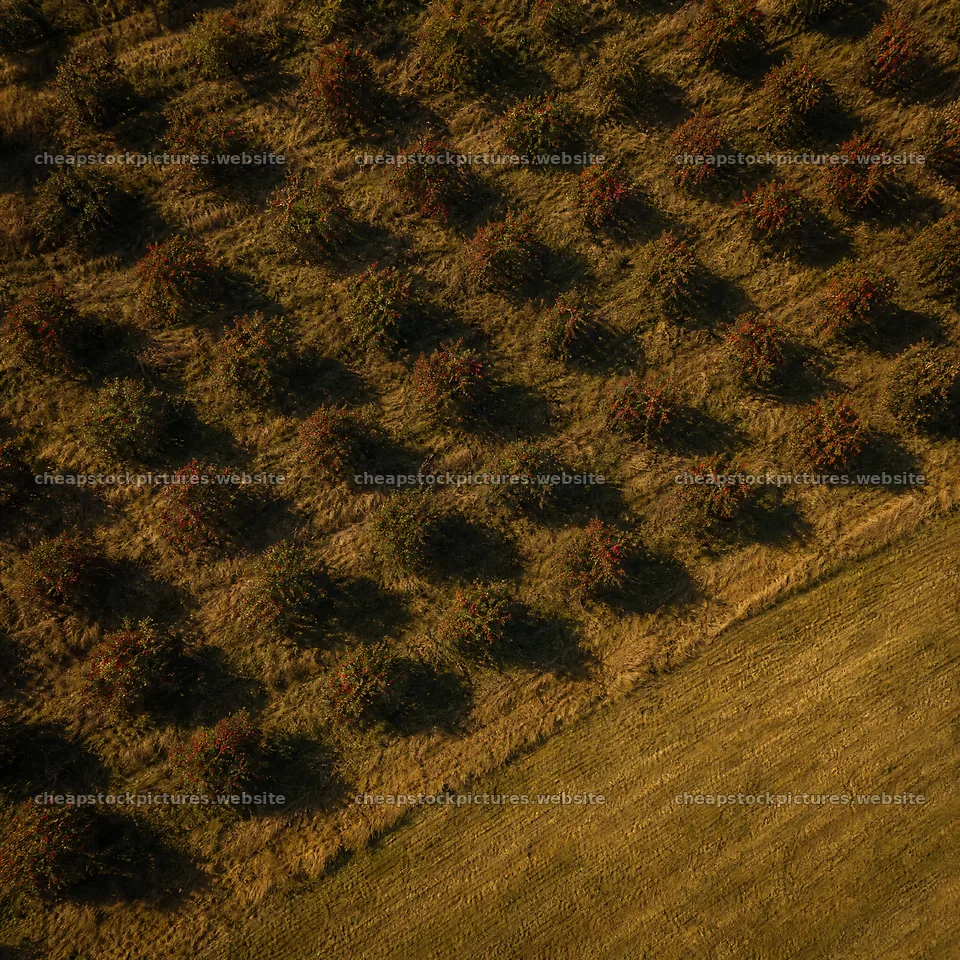 Hillside apple meadow with rows of trees under bright sunlight – stock pictures 7938x7938