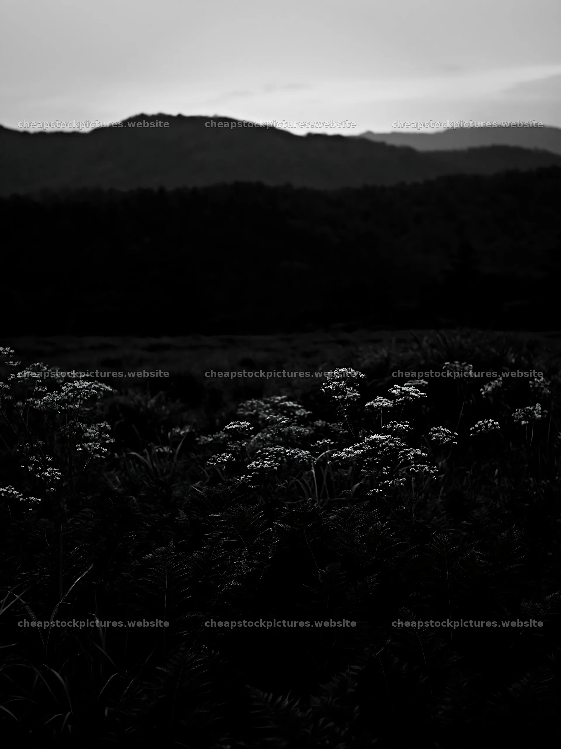 Nara summer meadow with fern foreground at dusk – stock pictures 6866x9174