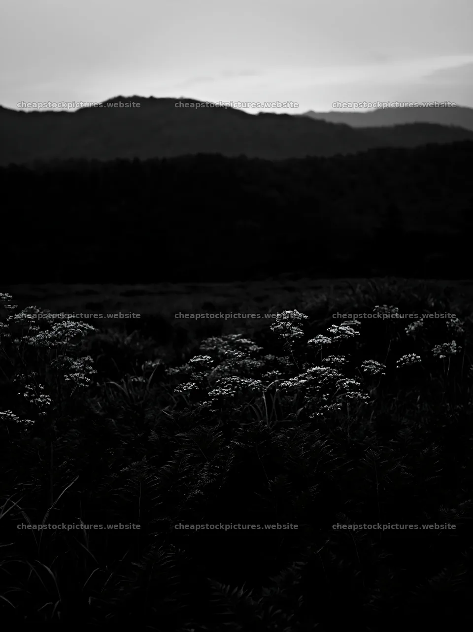 Nara summer meadow with fern foreground at dusk – stock pictures 6866x9174