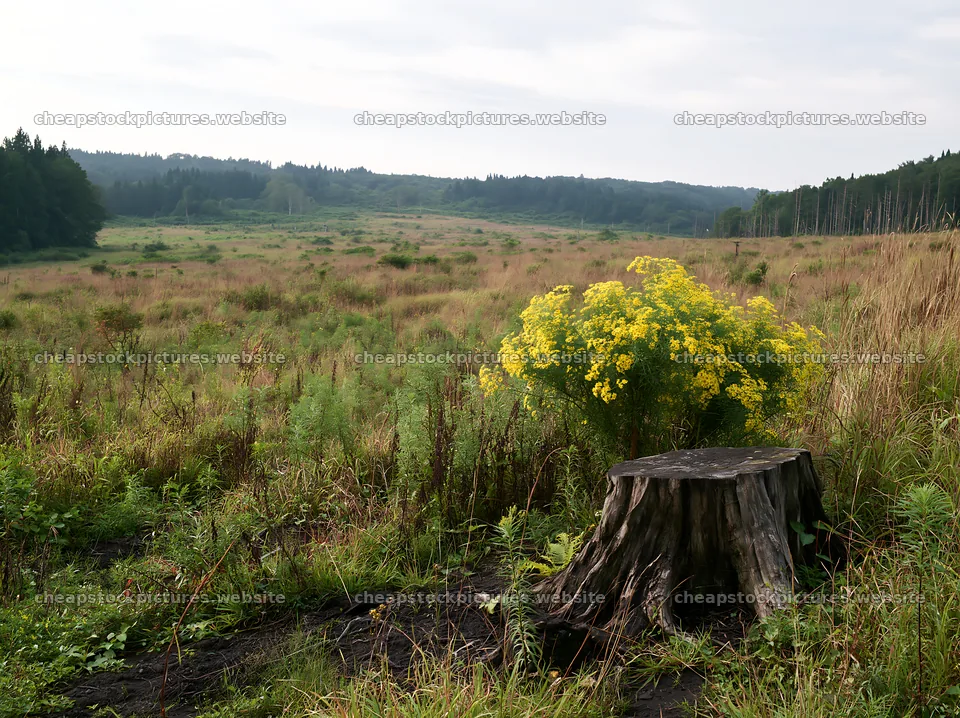 Fukushima native meadow with weathered stump in clear daylight – stock pictures 9174x6866