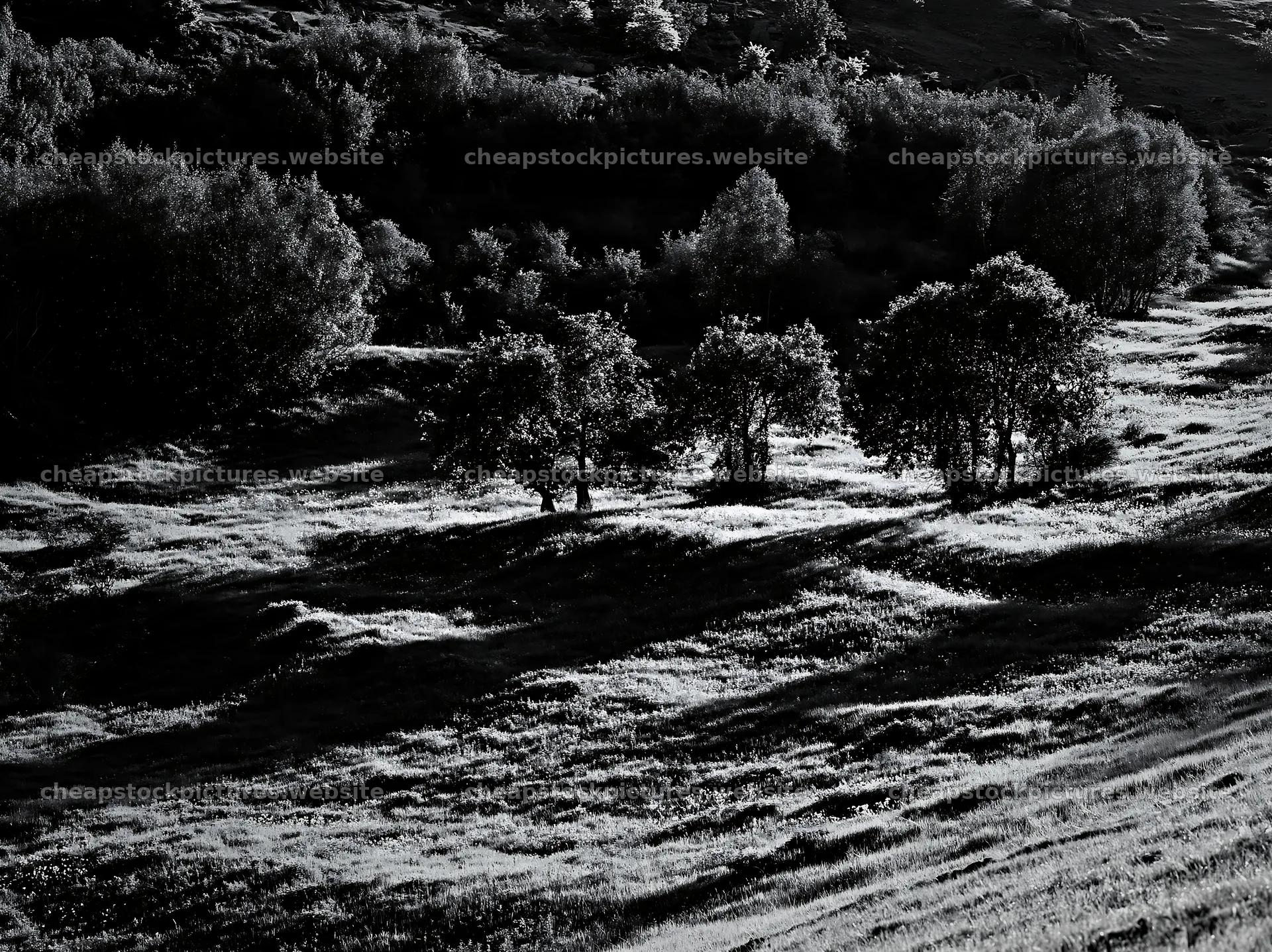 Apple meadow in a valley with trees in black and white – stock pictures 9174x6866