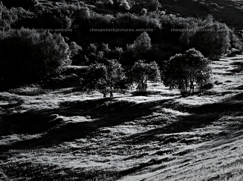 Apple meadow in a valley with trees in black and white – stock pictures 9174x6866