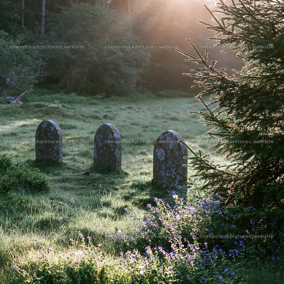 Christmas tree in meadow with sunlight rays – stock pictures 7938x7938