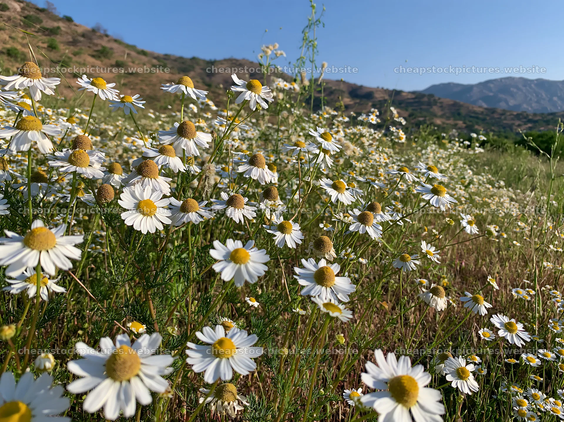 Chamomile meadow in sunlight for wellness campaign – stock pictures 9174x6866
