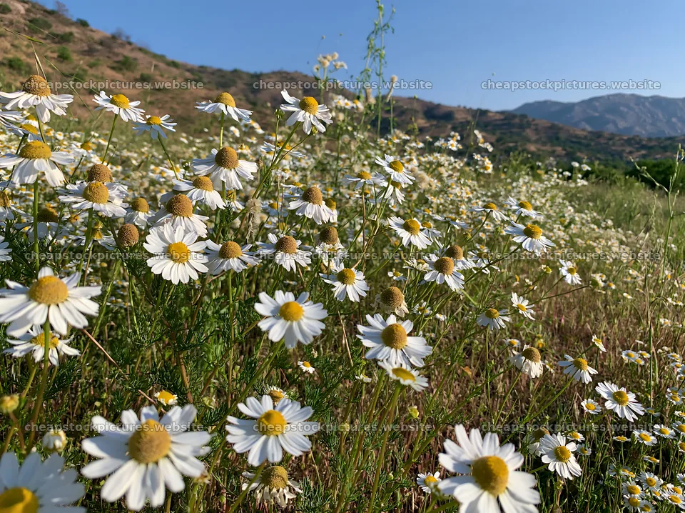 Chamomile meadow in sunlight for wellness campaign – stock pictures 9174x6866