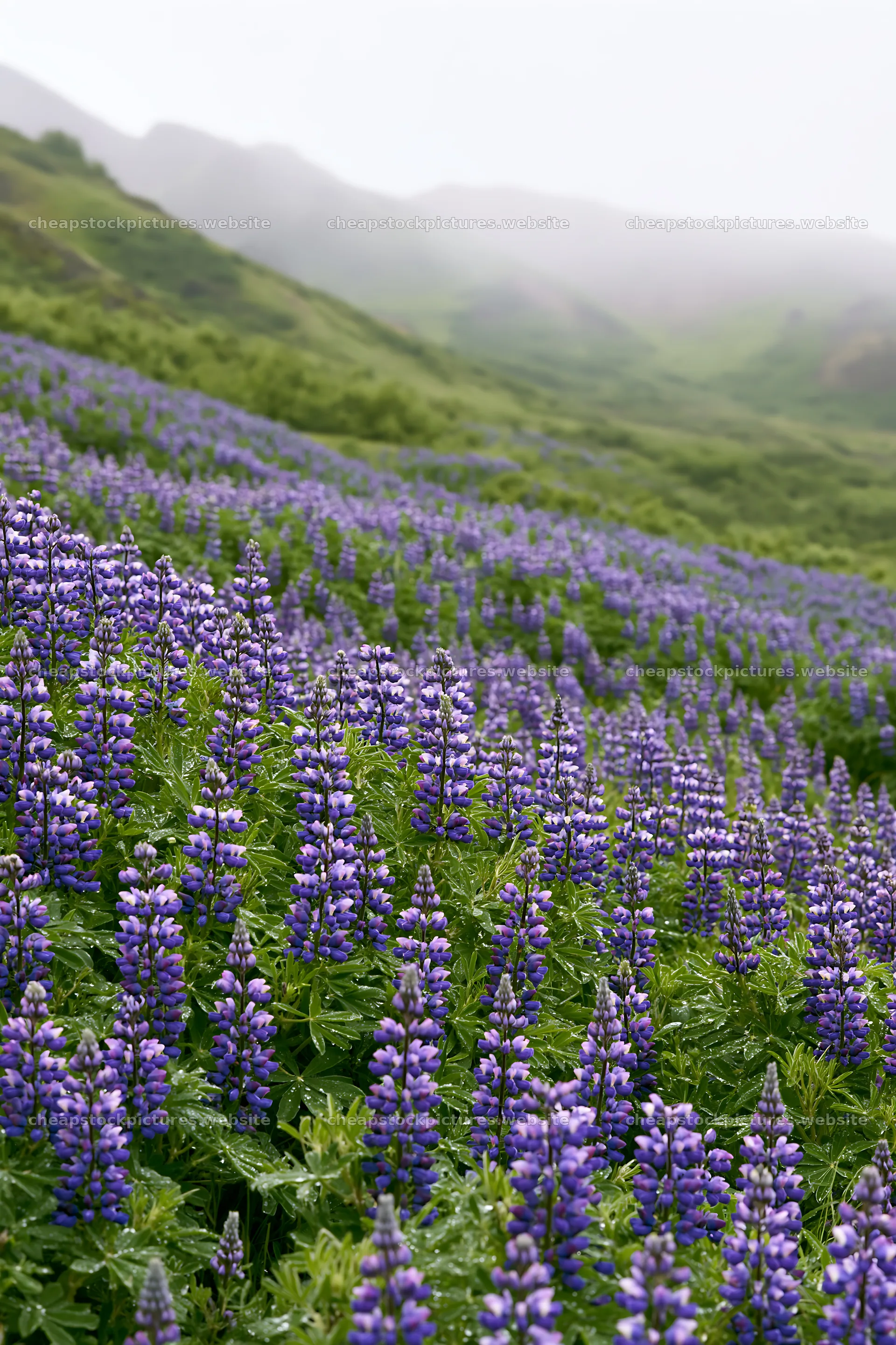 Colorful lupine meadow on a misty hillside – stock pictures 6480x9722