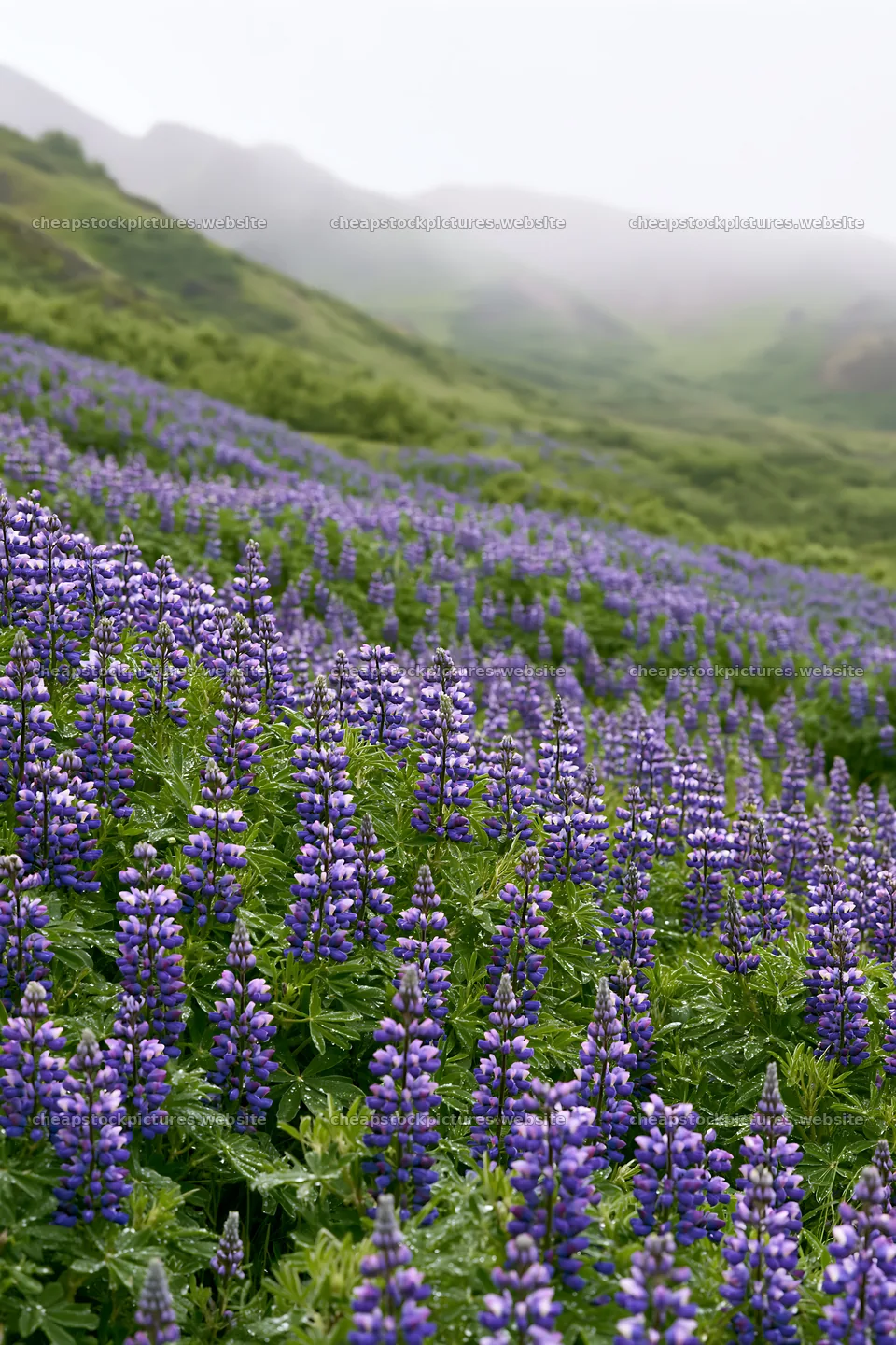Colorful lupine meadow on a misty hillside – stock pictures 6480x9722