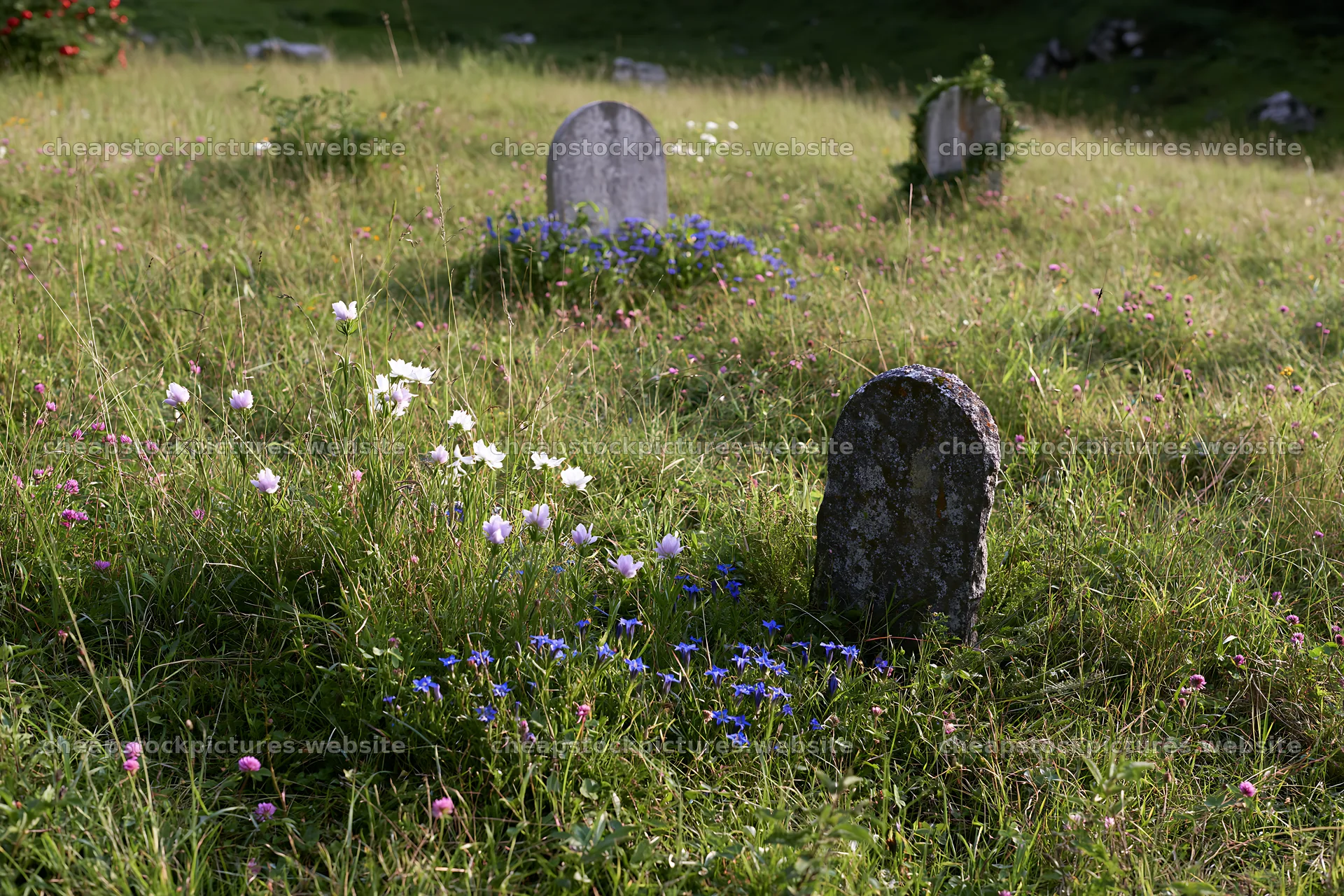 Apple tree meadow with flowers and stones in Dolomites – stock pictures 9722x6480