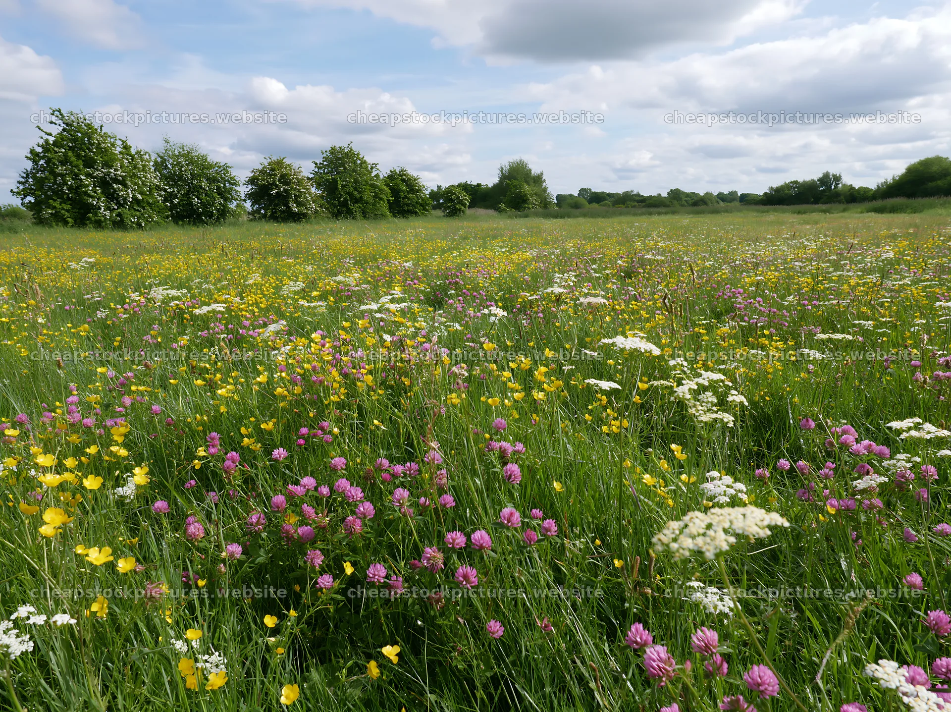 Meadow with wildflowers and apple trees in Camargue – stock pictures 9174x6866