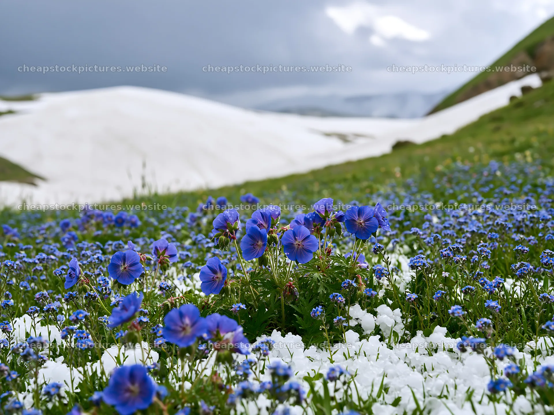 Snowline meadow with blue flowers and white snow patches – stock pictures 9174x6866