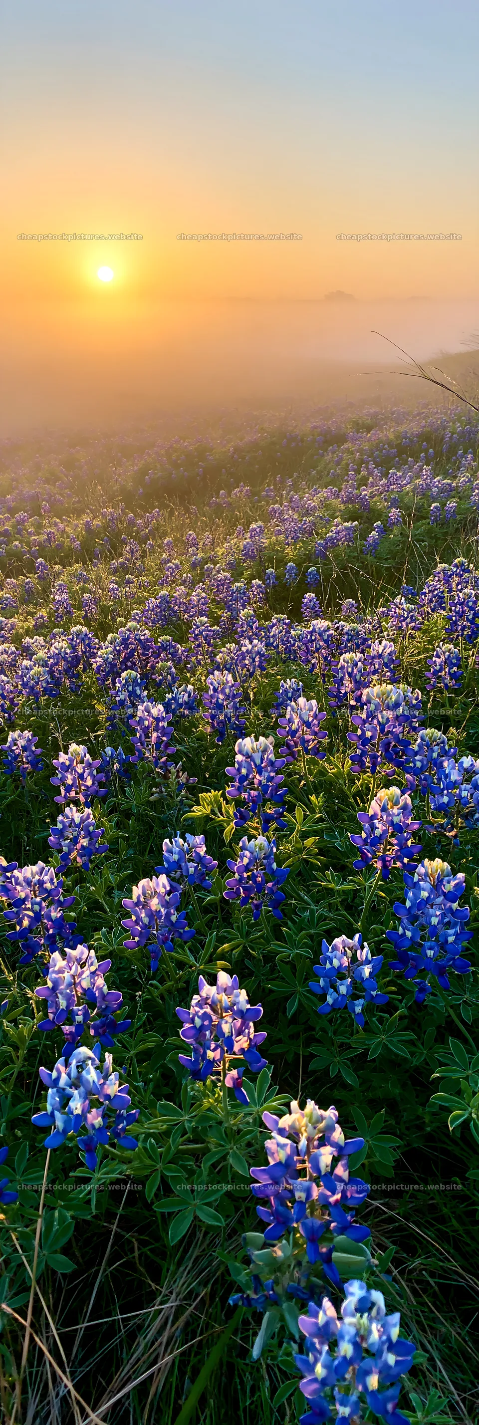Bluebonnet meadow at sunrise with morning fog – stock pictures 4602x13690