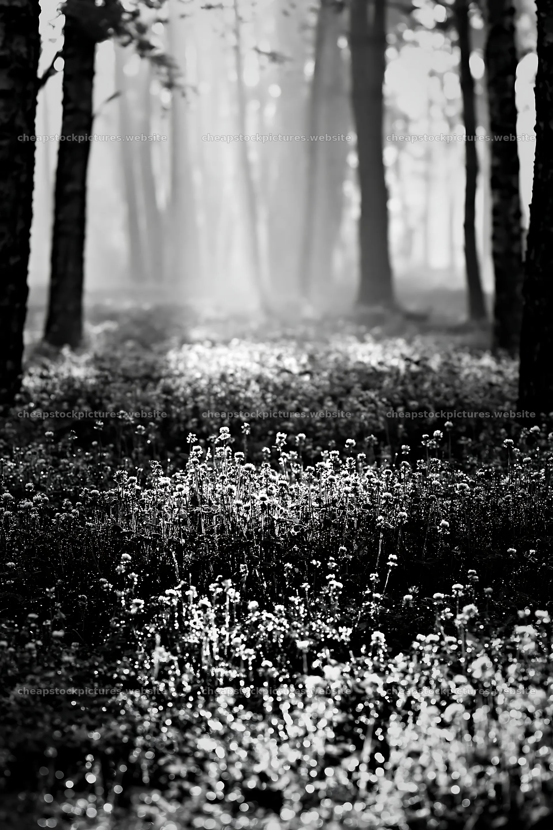 Clover meadow with dew early in the morning – stock pictures 6480x9722