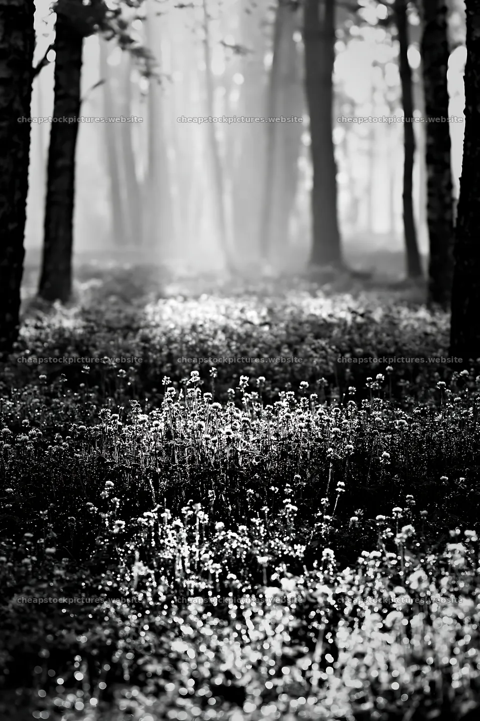 Clover meadow with dew early in the morning – stock pictures 6480x9722