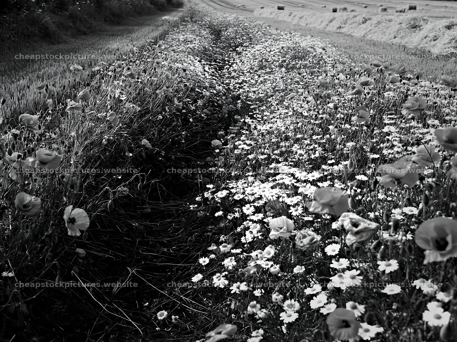 Colorful poppy meadow with flowers along a dirt path – stock pictures 9174x6866