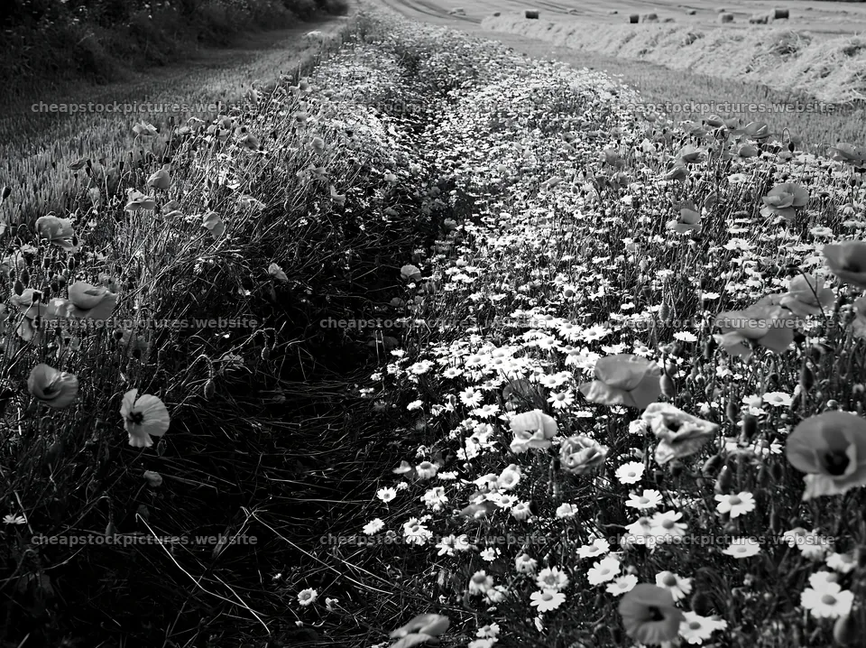 Colorful poppy meadow with flowers along a dirt path – stock pictures 9174x6866