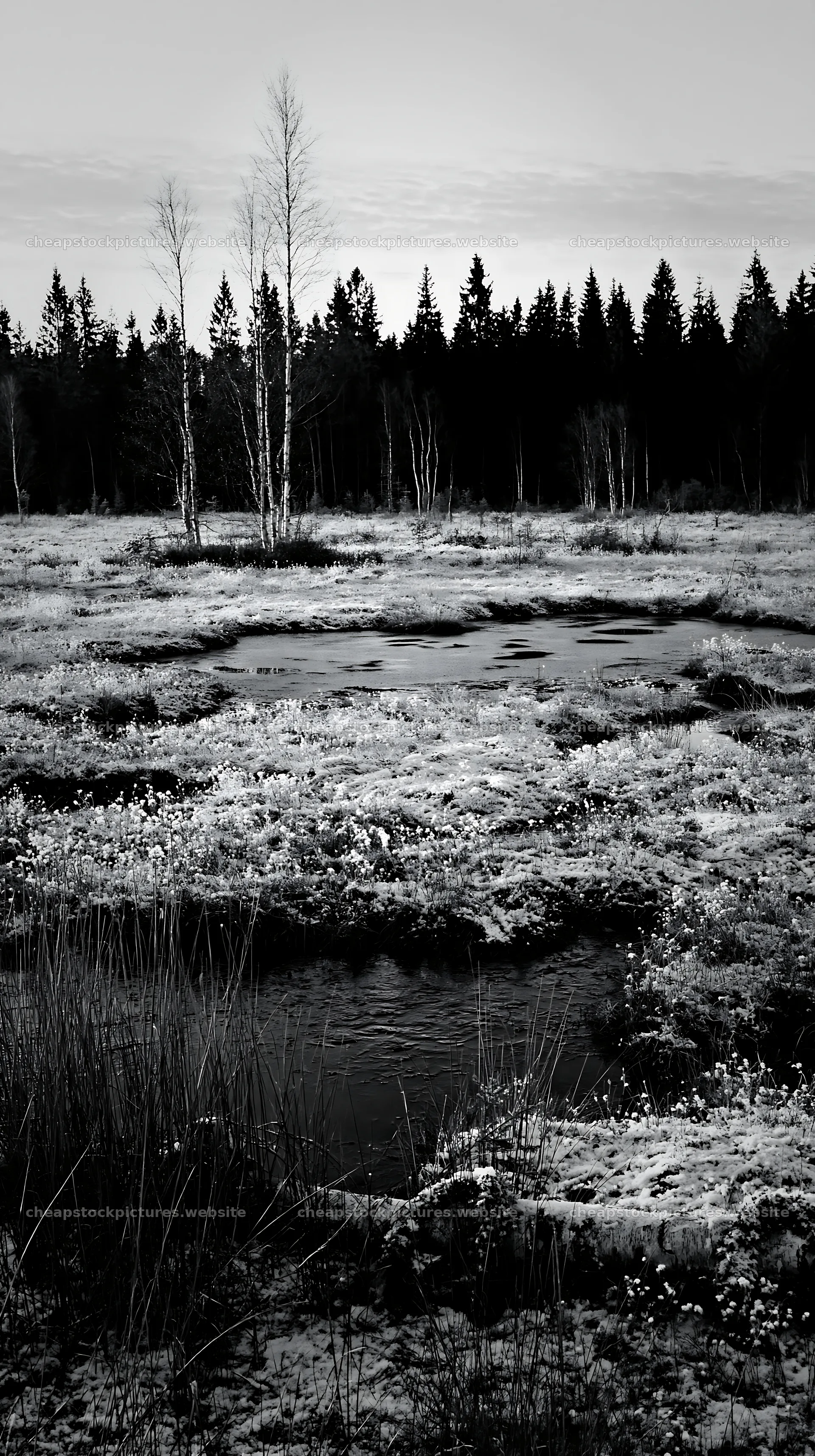 Expansive Christmas meadow with rainwater retention features – stock pictures 5938x10608