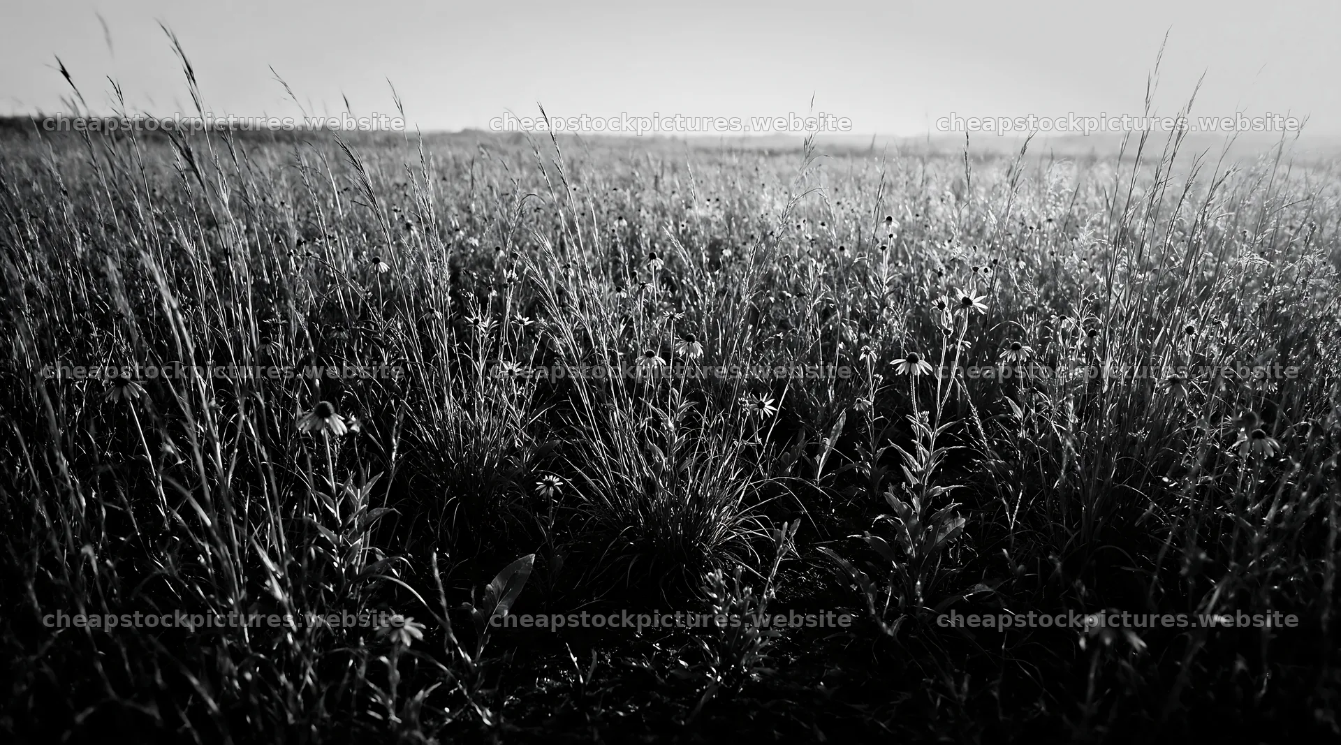 Rewilding meadow with flowers and tall grasses under sunlight – stock pictures 10648x5916
