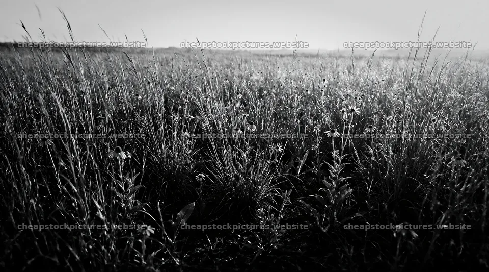 Rewilding meadow with flowers and tall grasses under sunlight – stock pictures 10648x5916
