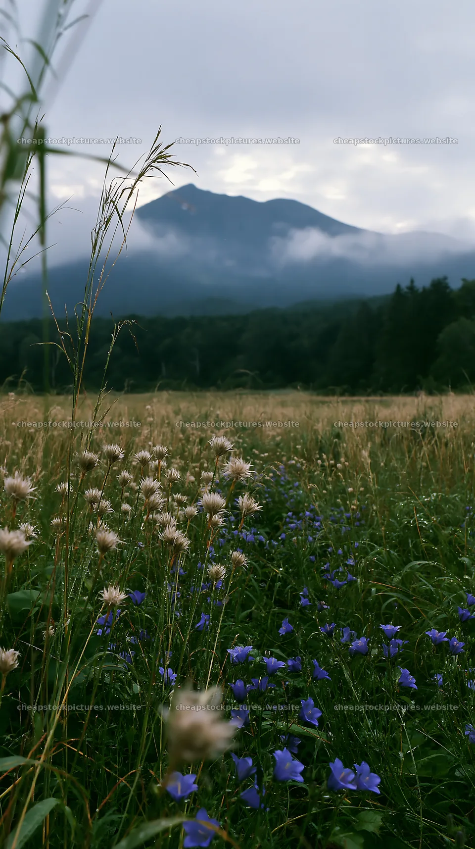 Iwate rain refreshed meadow seedhead foreground with mountains – stock pictures 5938x10608