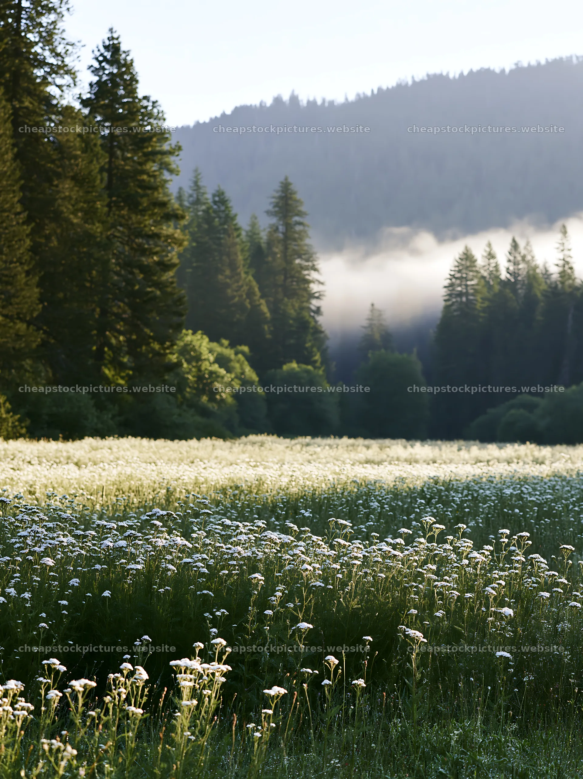Yarrow meadow bloom with trees and morning mist – stock pictures 6866x9174