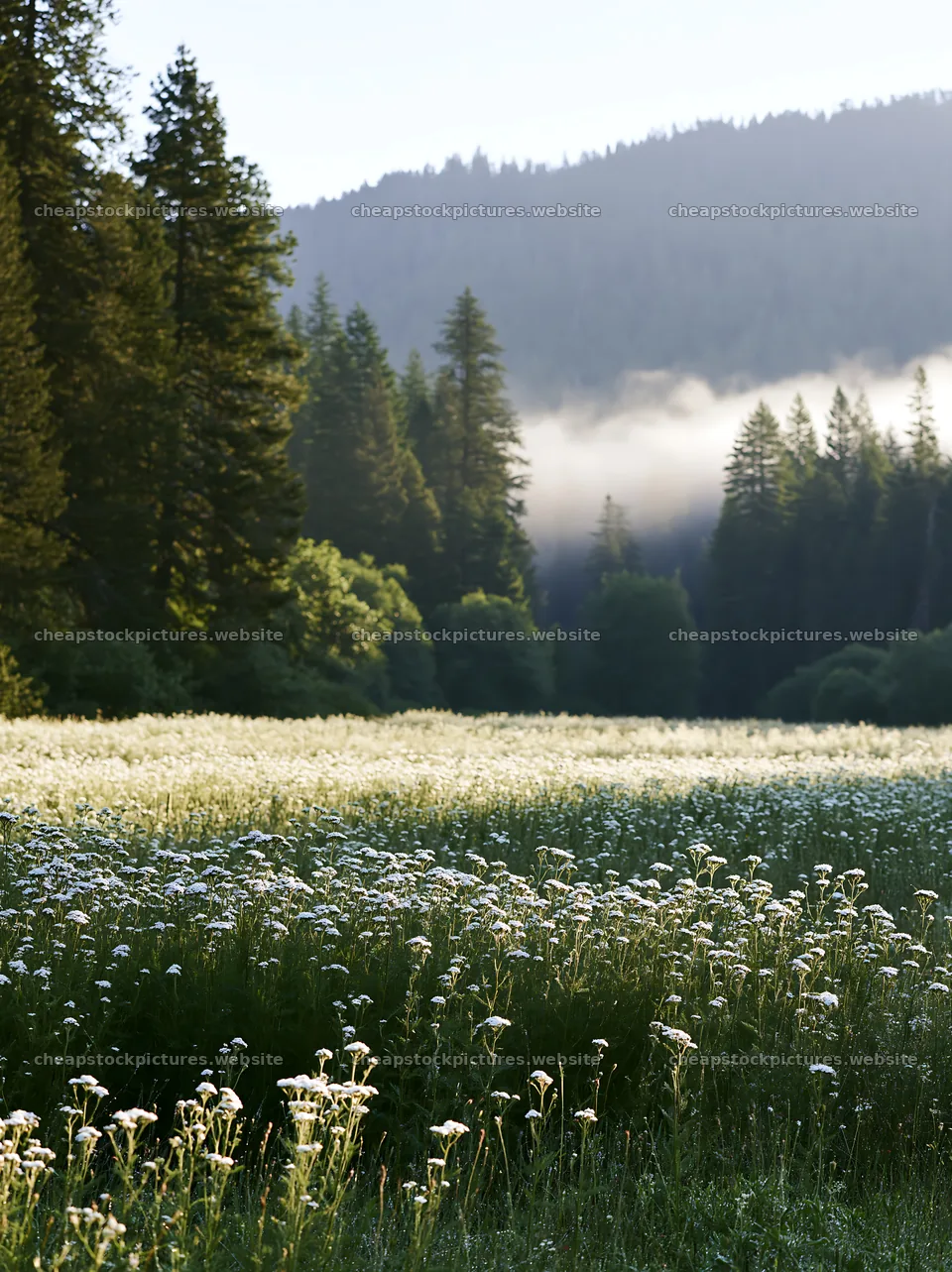 Yarrow meadow bloom with trees and morning mist – stock pictures 6866x9174