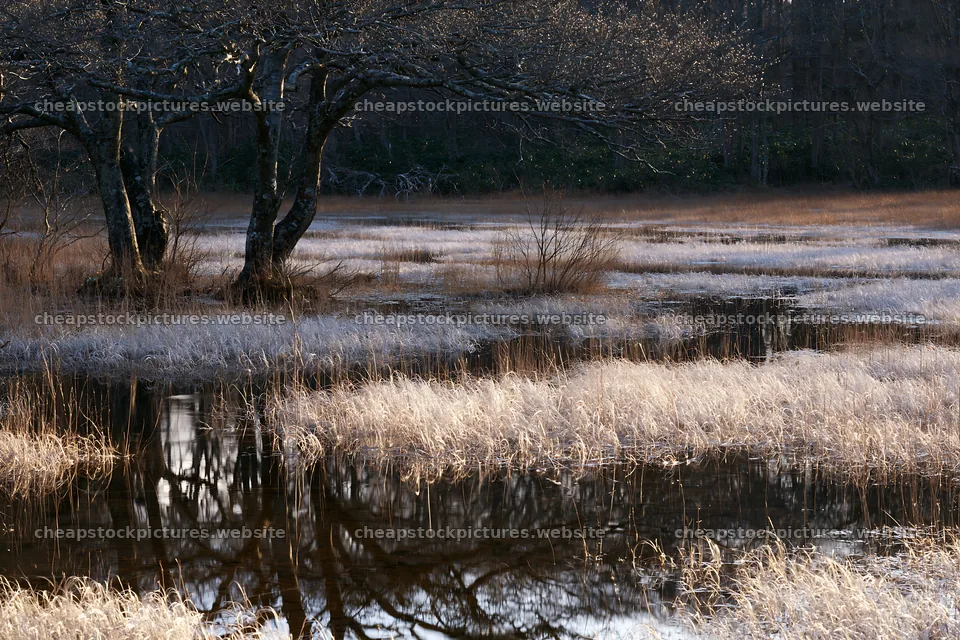 Akita snowmelt meadow with silver grasses and reflections – stock pictures 9722x6480
