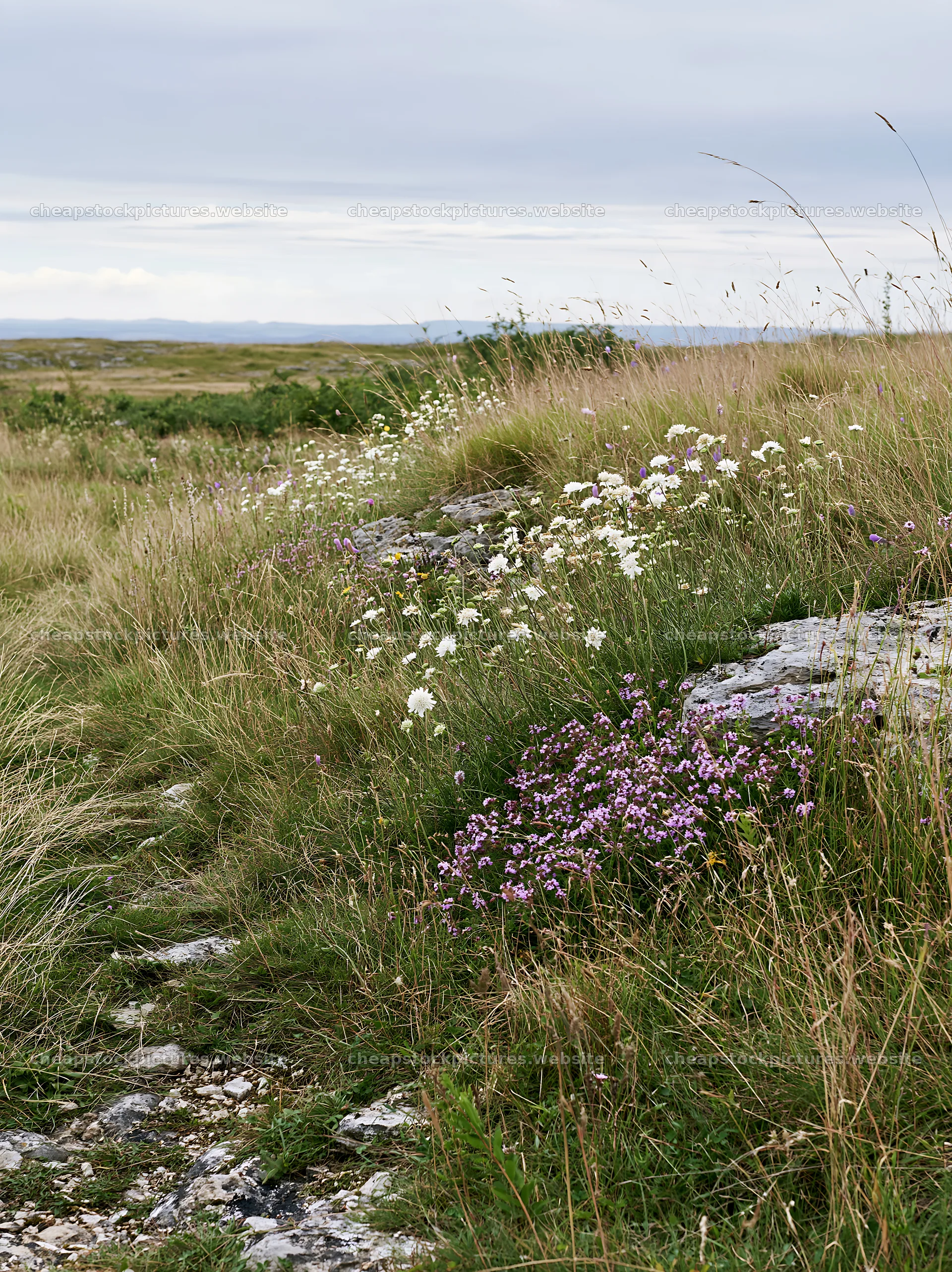Cloudy limestone meadow with flowers in natural setting – stock pictures 6866x9174