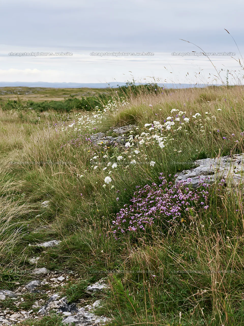 Cloudy limestone meadow with flowers in natural setting – stock pictures 6866x9174