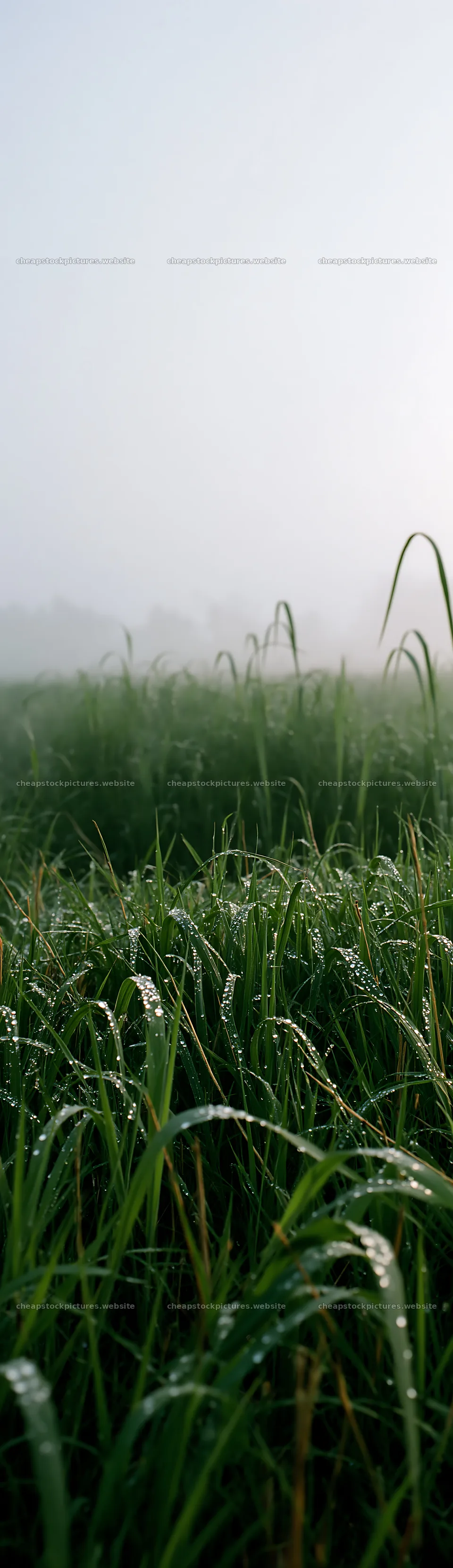 Expansive Hokkaido restoration meadow with dewdrops – stock pictures 4268x14762