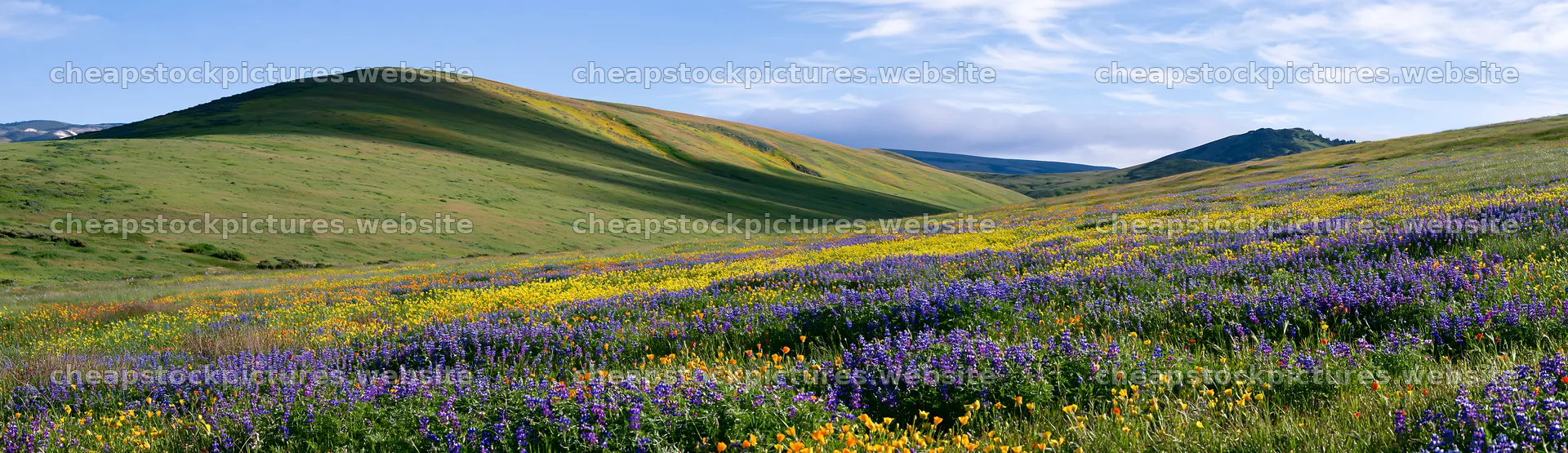 Colorful lupine meadow under blue sky with rolling hills – stock pictures 14762x4268
