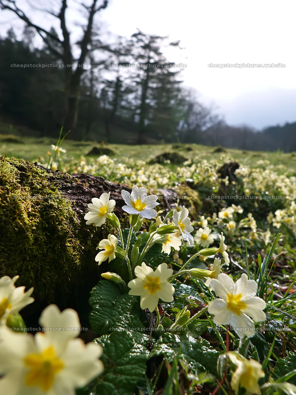 Gifu low carbon meadow mossy log with flowers in foreground – stock pictures 6866x9174