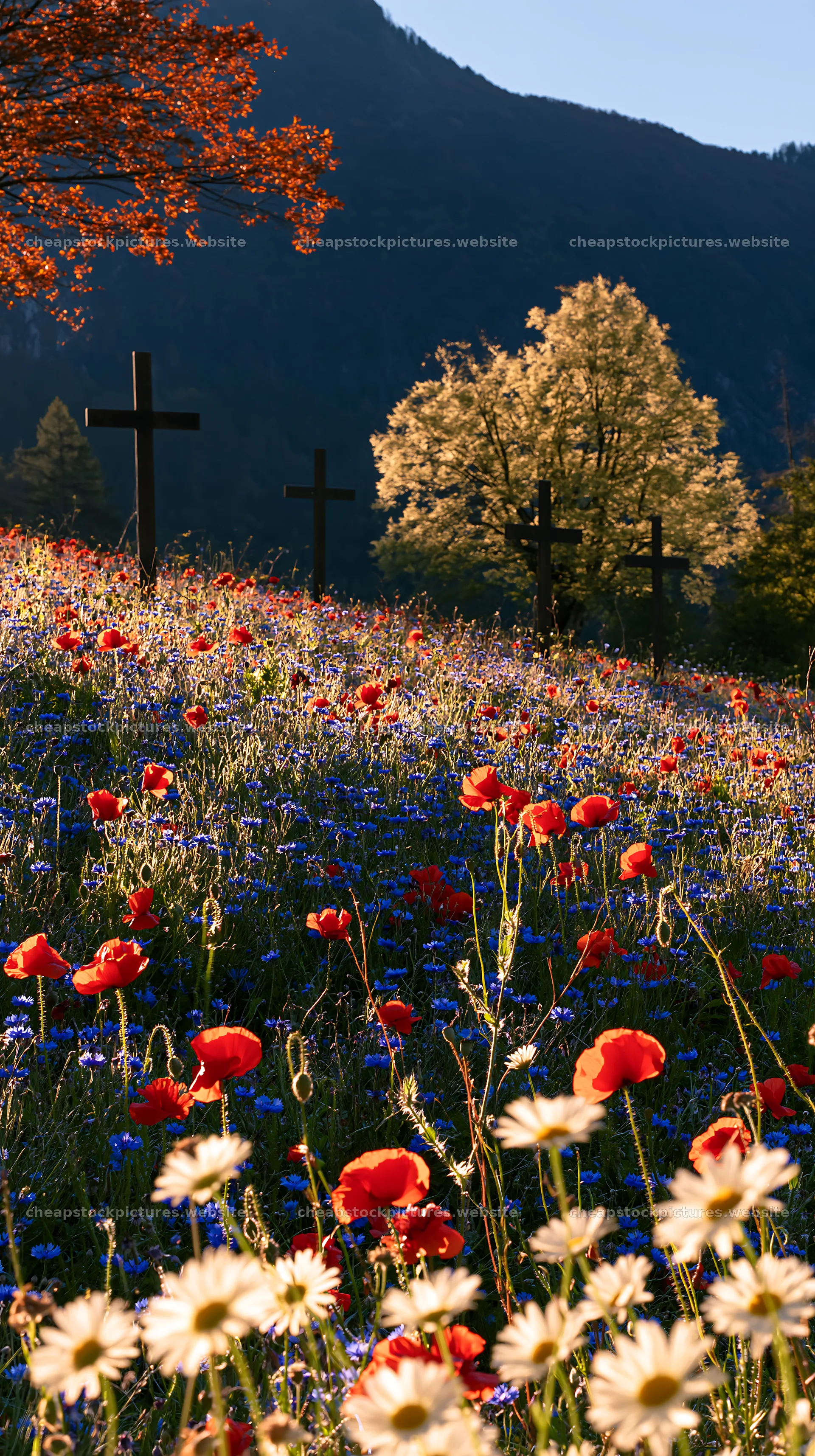 Four Christian crosses in Advent meadow with flowers – stock pictures 5938x10608