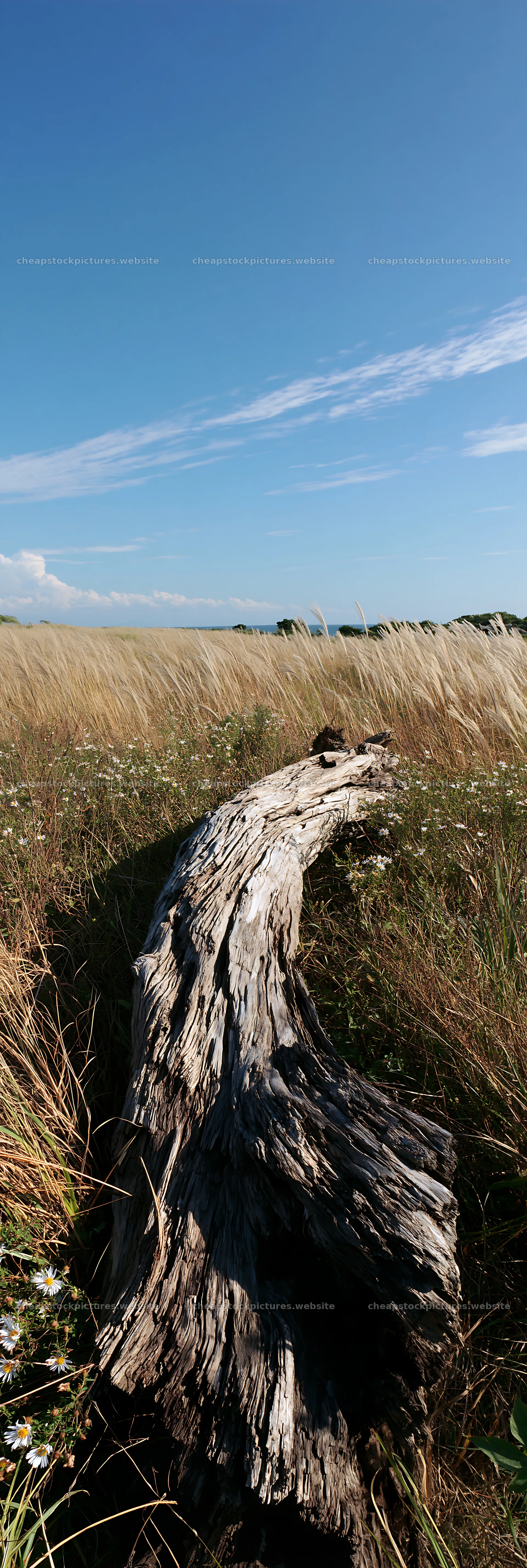 Chiba coastal meadow with driftwood and grass landscape – stock pictures 4602x13690