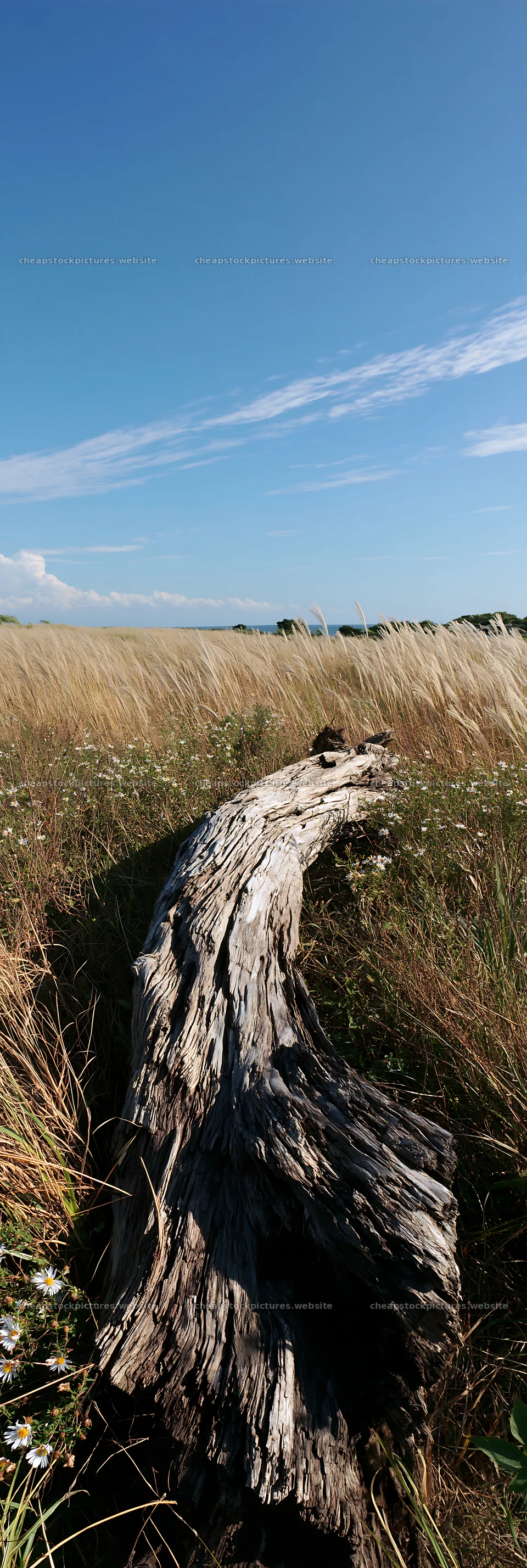 Chiba coastal meadow with driftwood and grass landscape – stock pictures 4602x13690