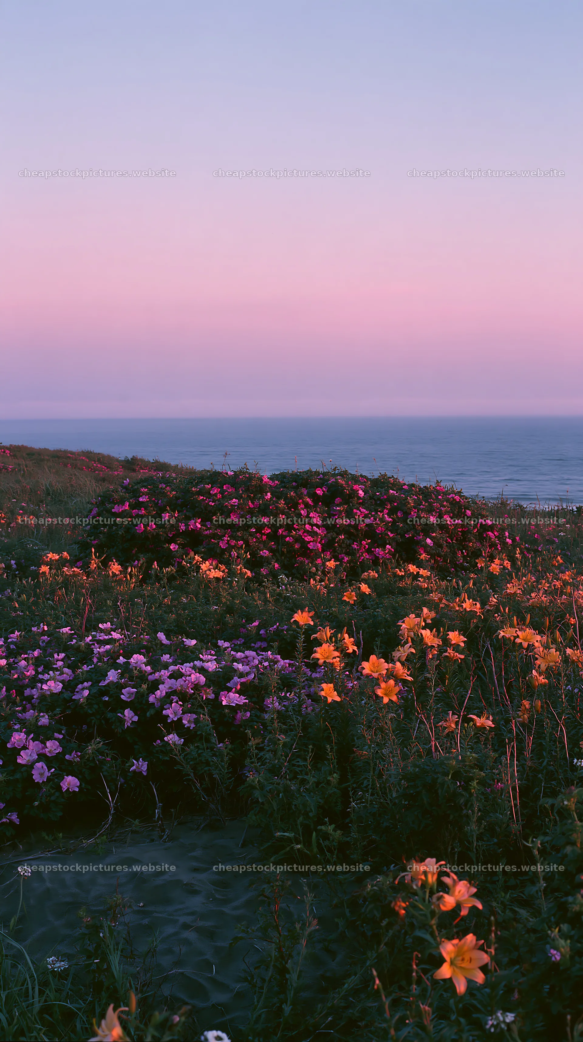 Beachside flower meadow at sunset – stock pictures 5938x10608