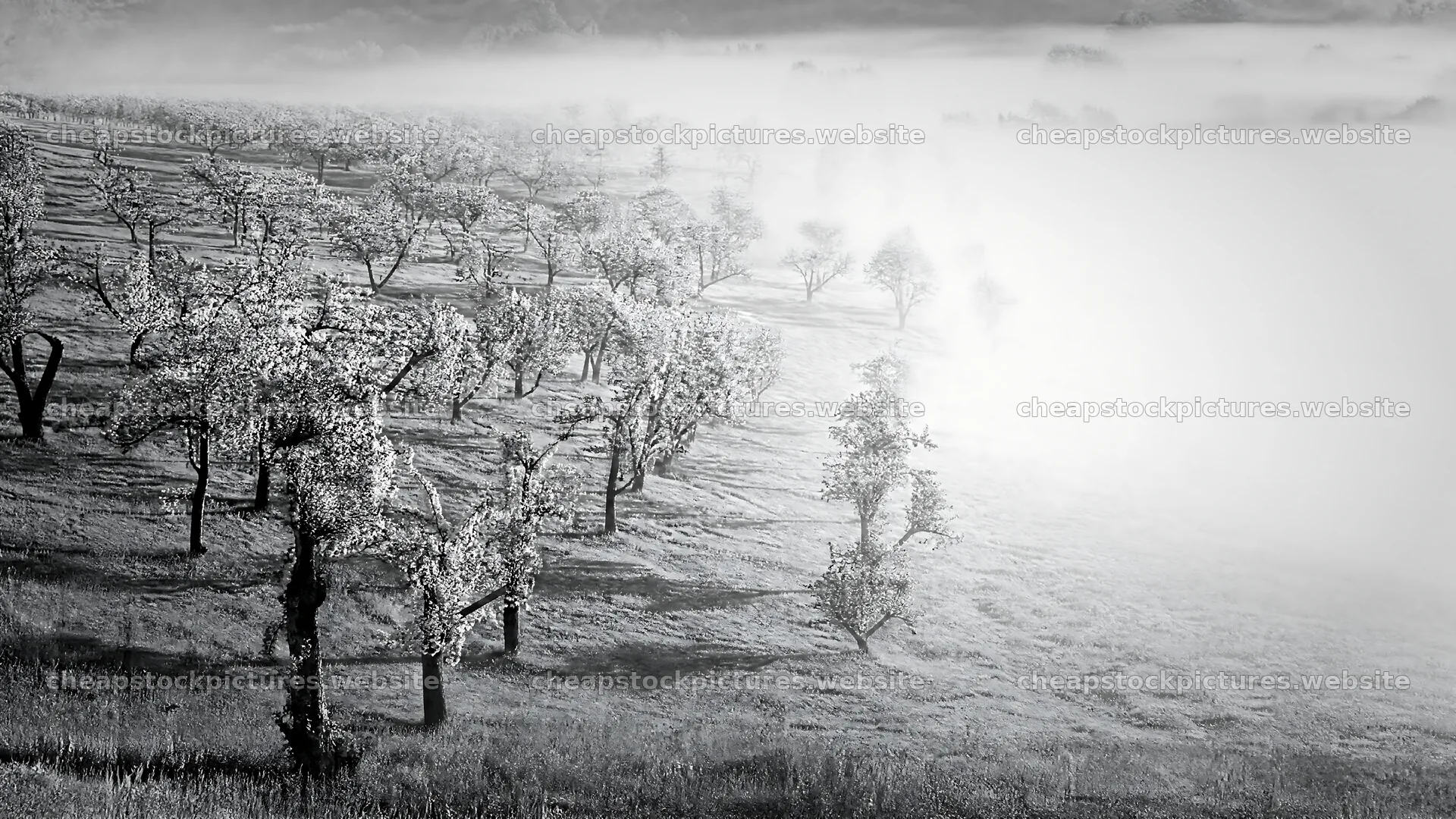 Apple blossom meadow with mist in early morning light – stock pictures 10584x5952