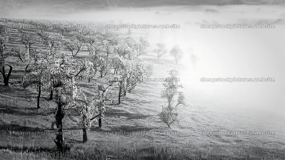 Apple blossom meadow with mist in early morning light – stock pictures 10584x5952