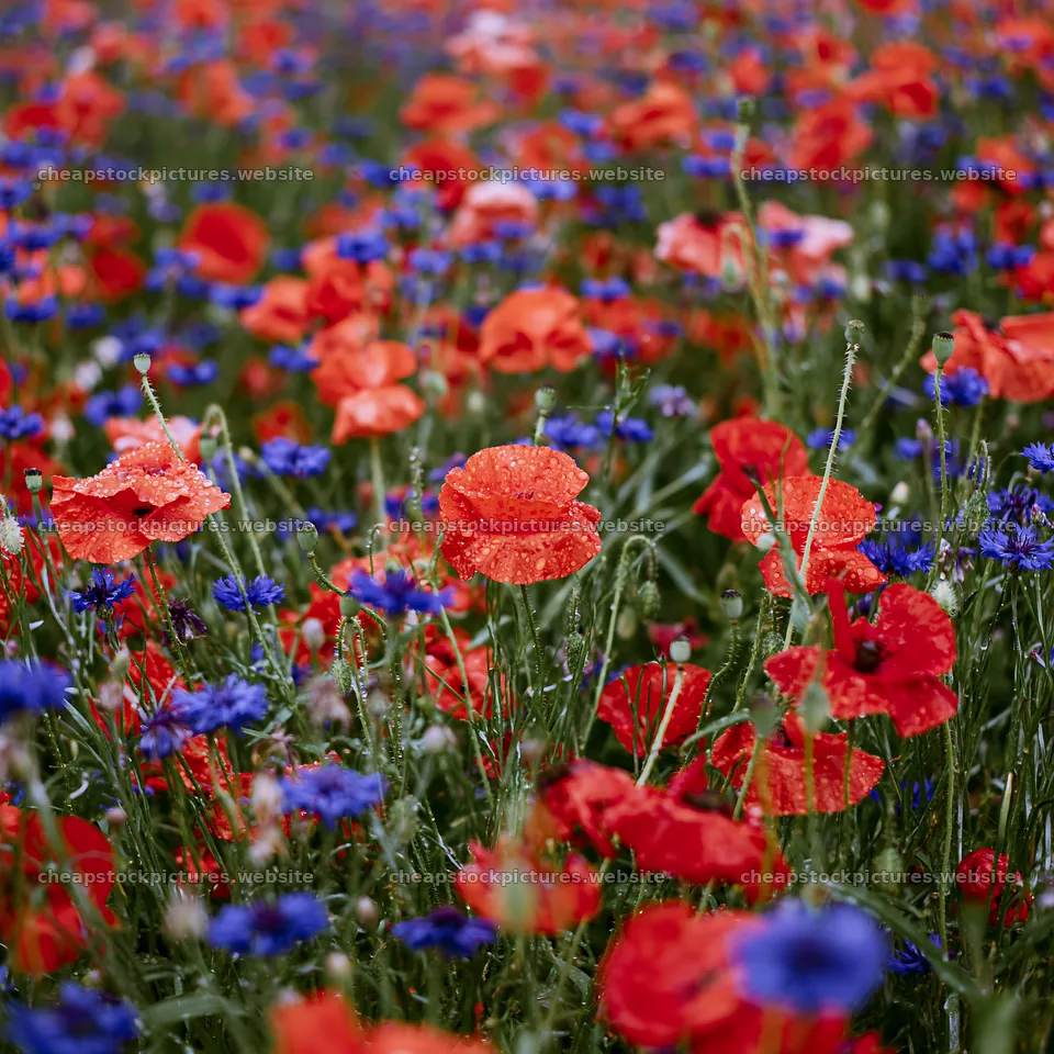 Colorful poppy meadow with blue flowers in natural setting – stock pictures 7938x7938